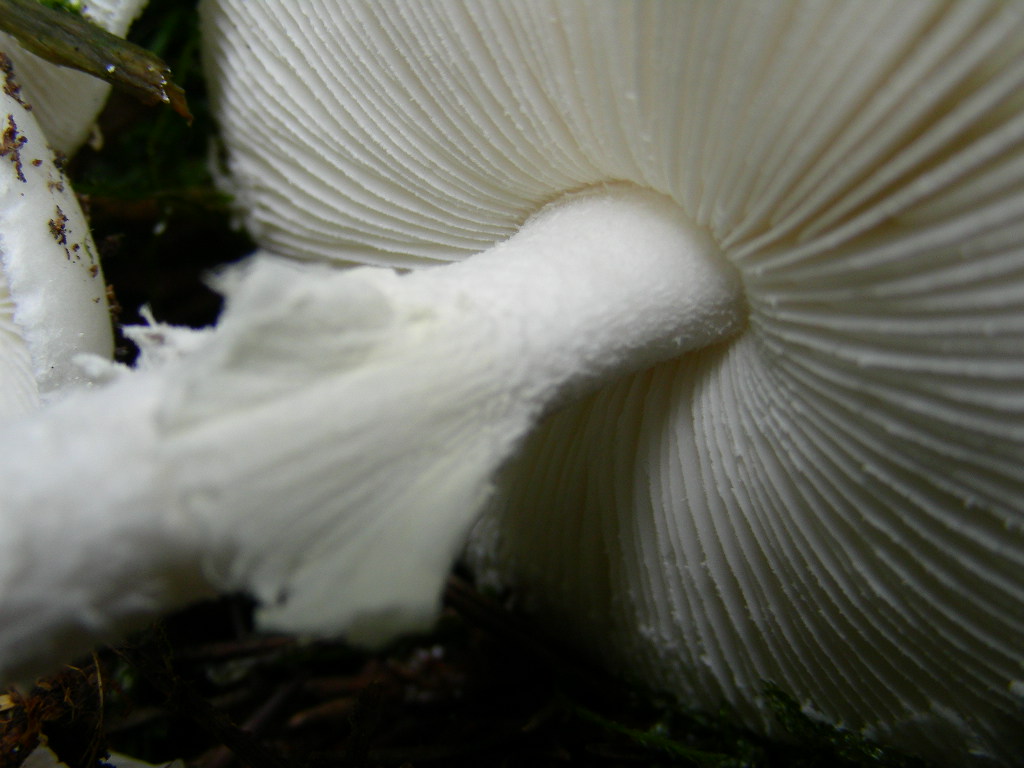 Amanita virosa (Lamark) Bertillon